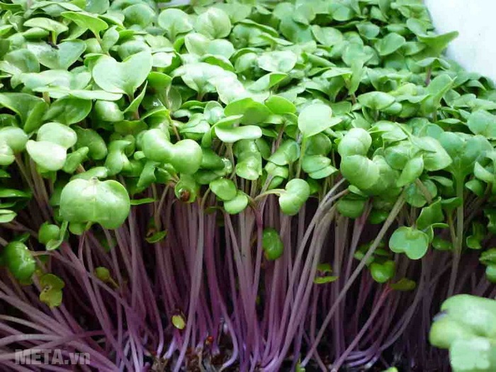 OUR FARM – ORGANIC VEGGIE